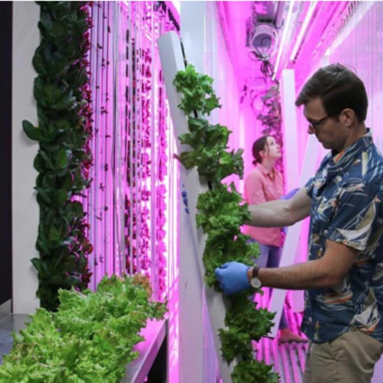 AI 霧培貨櫃集裝箱農場